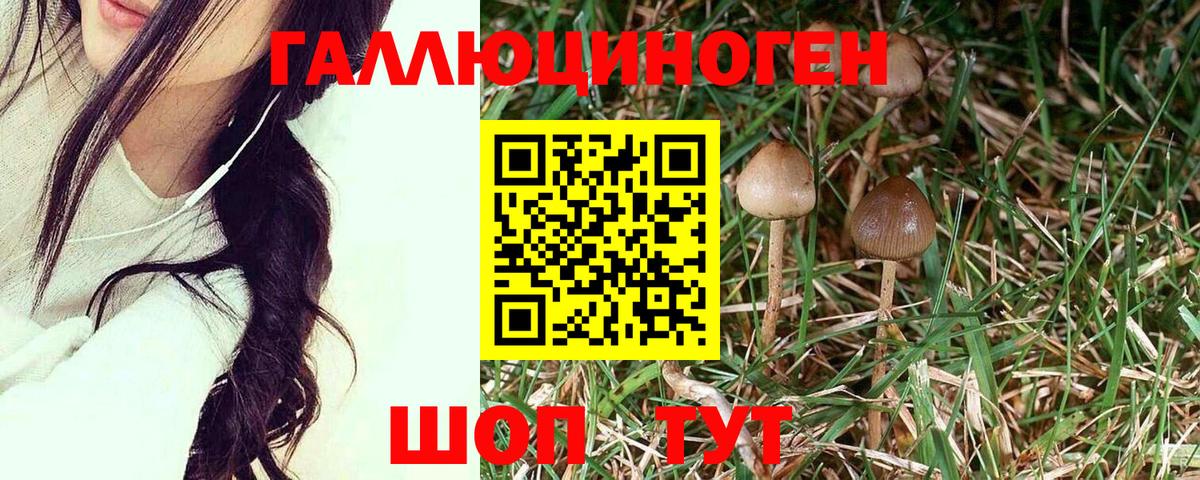 Галлюциногенные грибы Psilocybe Белая Калитва